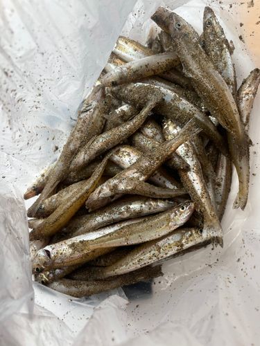 キスの釣果