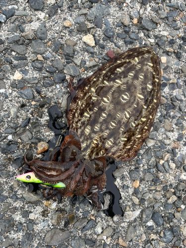 モンゴウイカの釣果