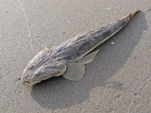 マゴチの釣果