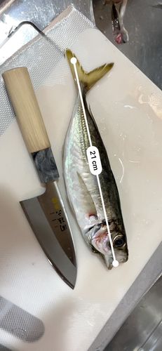 アジの釣果