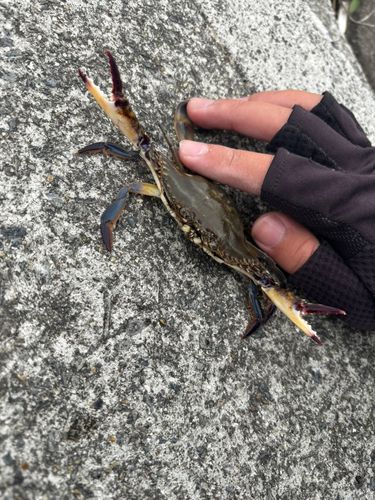 タイワンガザミの釣果