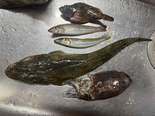 マゴチの釣果