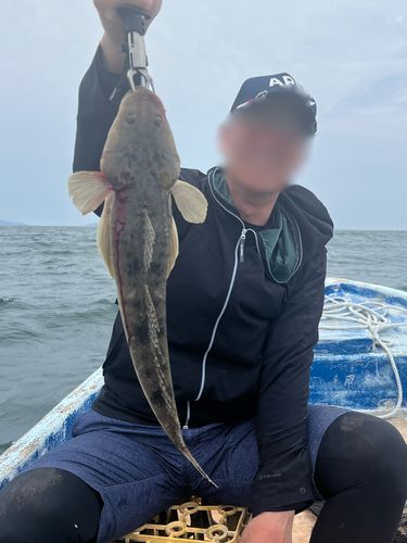 マゴチの釣果