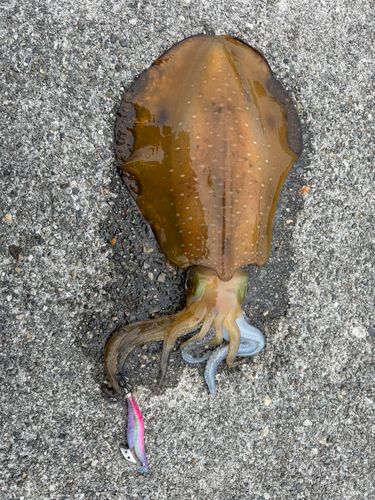 アオリイカの釣果