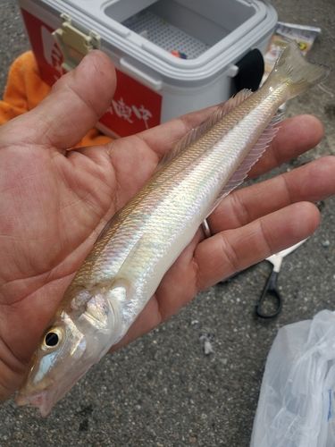 キスの釣果