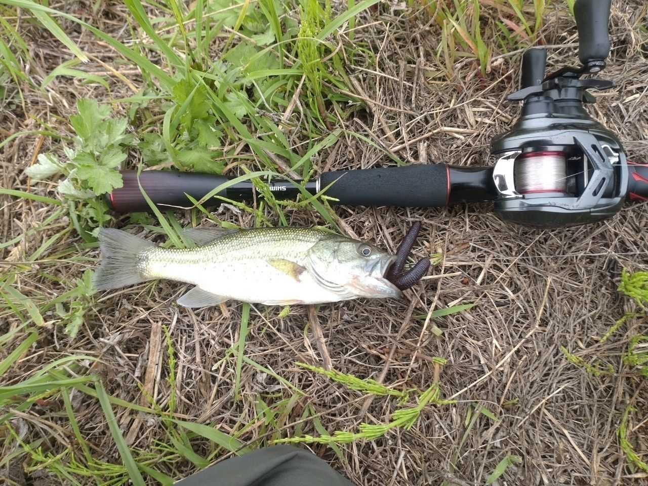 SHIMANO 20ゾディアス 164L-BFSの最安値・インプレ・釣果 | 本音の