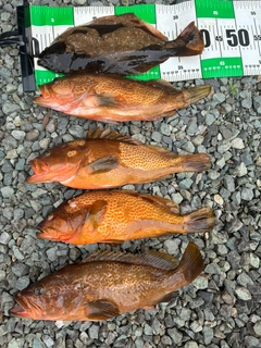 ヒラメの釣果