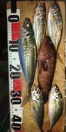 マルアジの釣果
