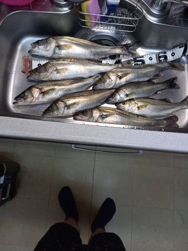 シーバスの釣果