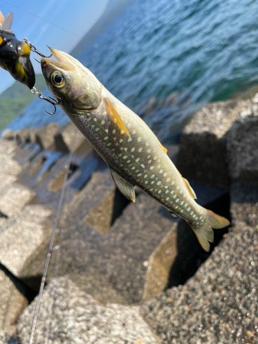 アメマスの釣果