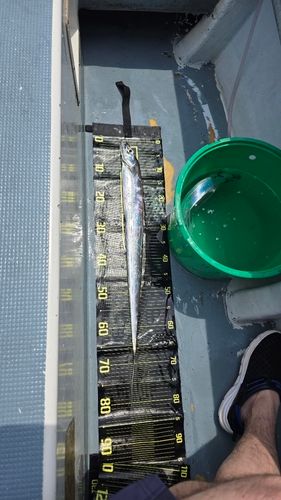 釣果