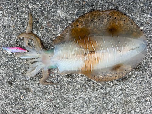 アオリイカの釣果