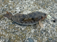 アイナメの釣果