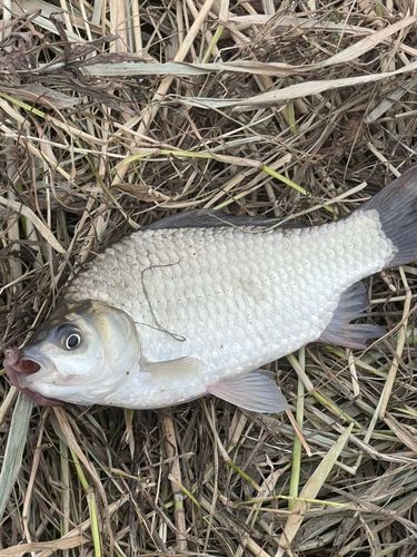ヘラブナの釣果