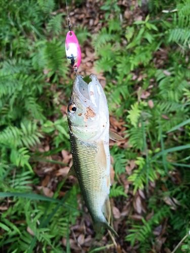 ケタバスの釣果