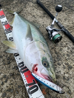 メジロの釣果