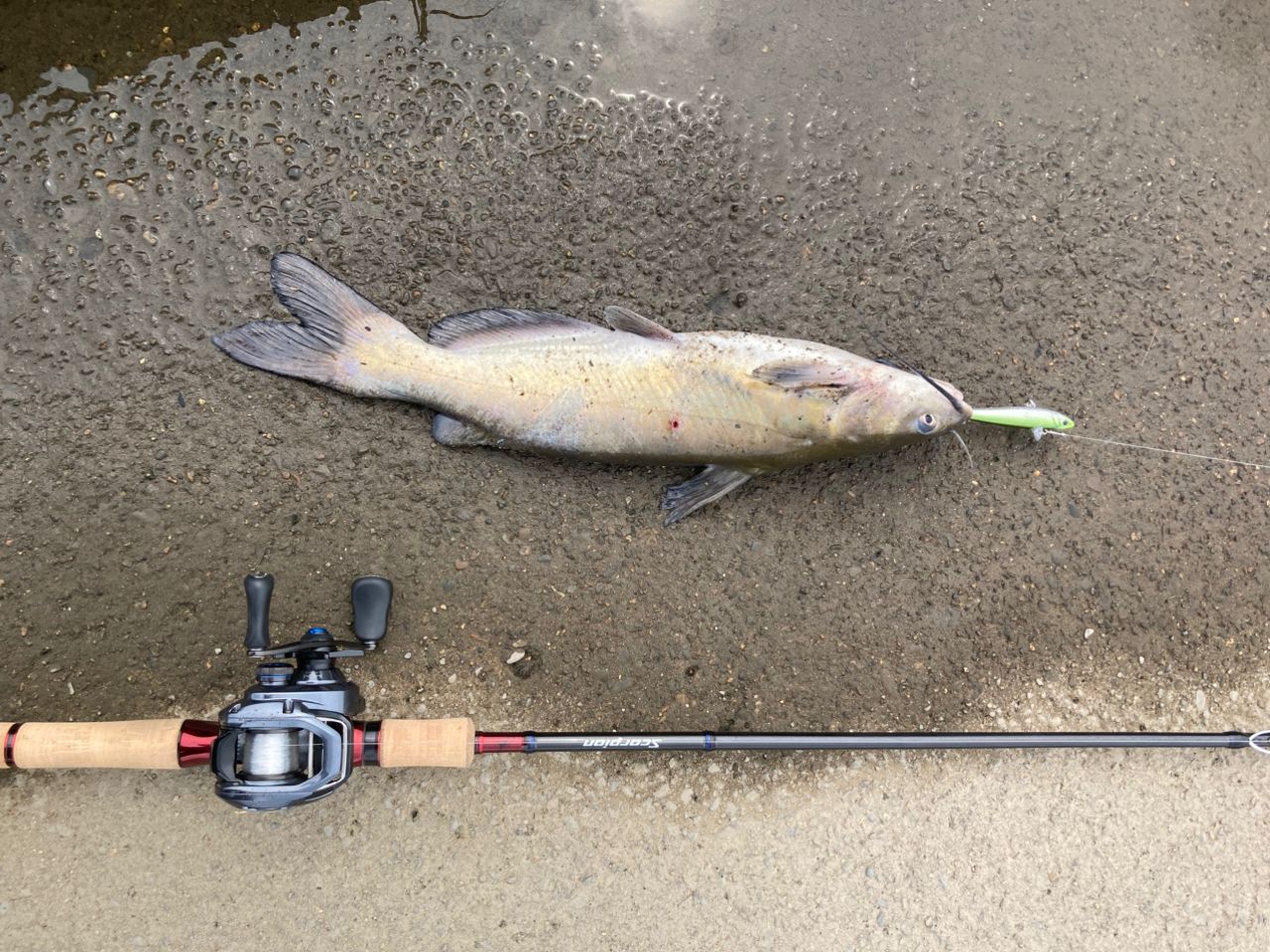SHIMANO 19スコーピオン 1752R-2の最安値・インプレ・釣果 | 本音の