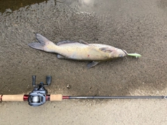 アメリカナマズの釣果
