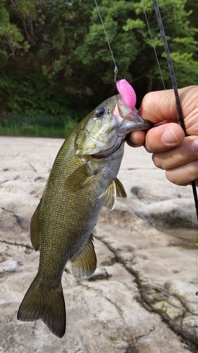 スモールマウスバスの釣果