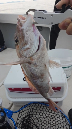 タイの釣果