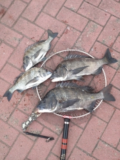 クロダイの釣果