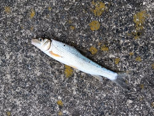 ニゴイの釣果