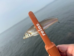 キスの釣果