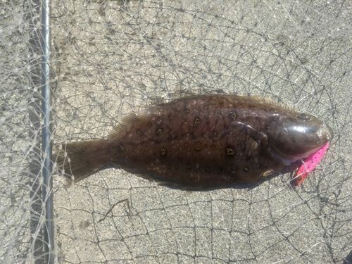 カレイの釣果