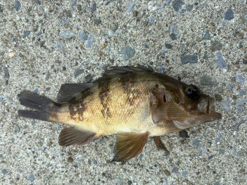 シロメバルの釣果
