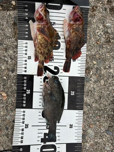 カサゴの釣果
