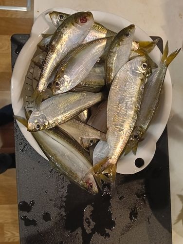 サッパの釣果