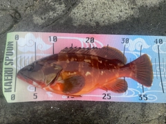 アカハタの釣果