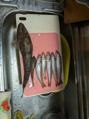 キスの釣果
