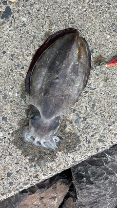 モンゴウイカの釣果