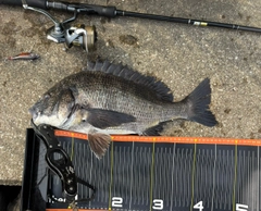 クロダイの釣果