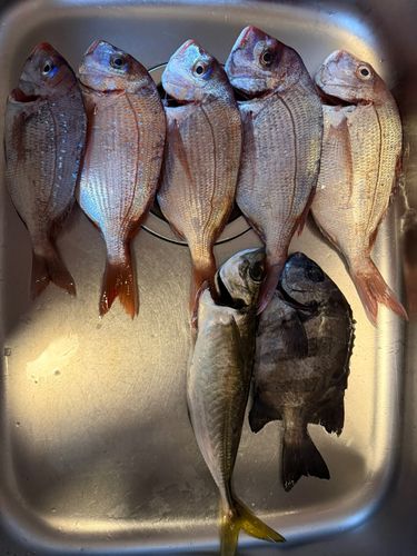 チダイの釣果