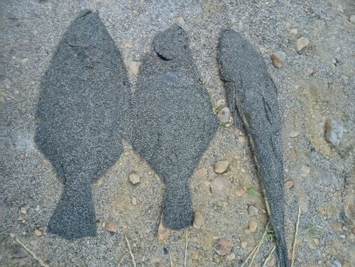キスの釣果