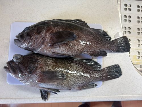 クロソイの釣果