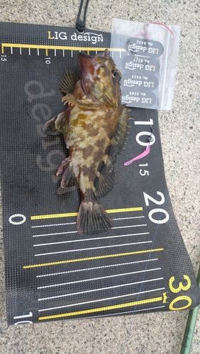 カサゴの釣果