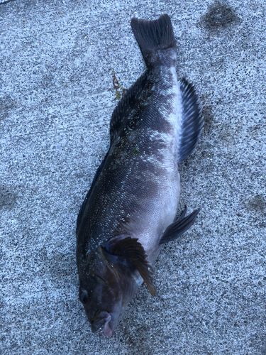 アイナメの釣果