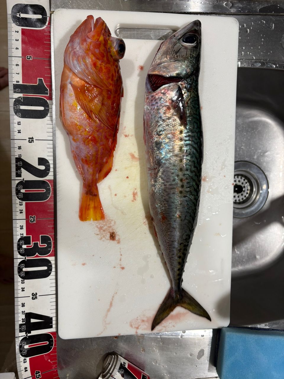 DAIWA 15紅牙 X 69MHBの最安値・インプレ・釣果 | 本音の口コミが