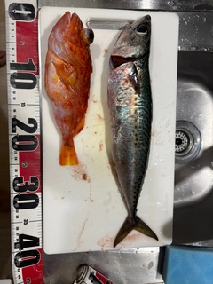サバの釣果