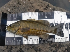 スモールマウスバスの釣果