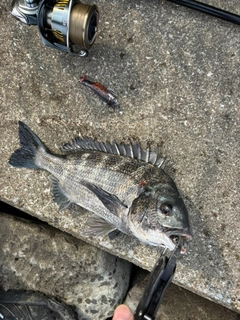 クロダイの釣果