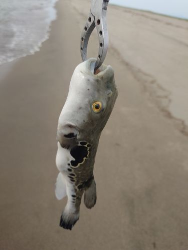 トラフグの釣果