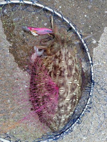コウイカの釣果