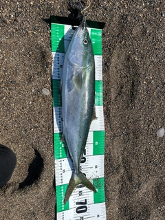 ワラサの釣果