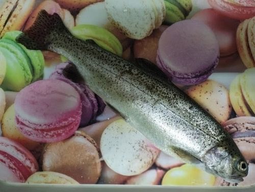 ニジマスの釣果