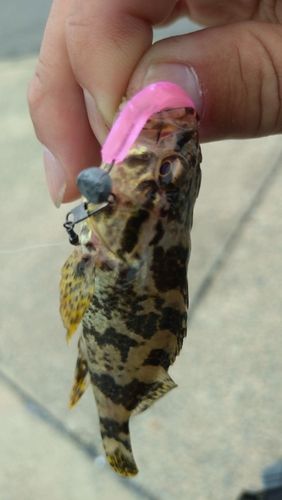 タケノコメバルの釣果