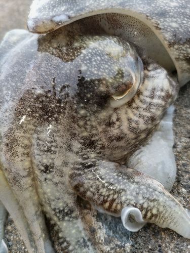 コウイカの釣果